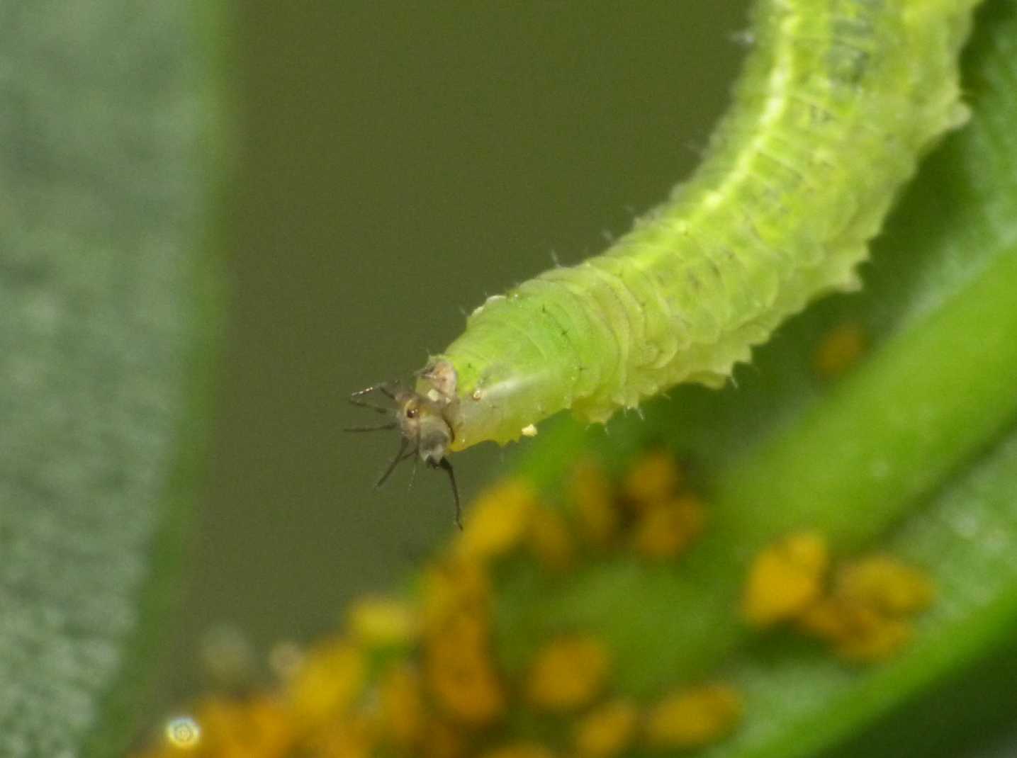 Larva di Syrphide che mangia afidi